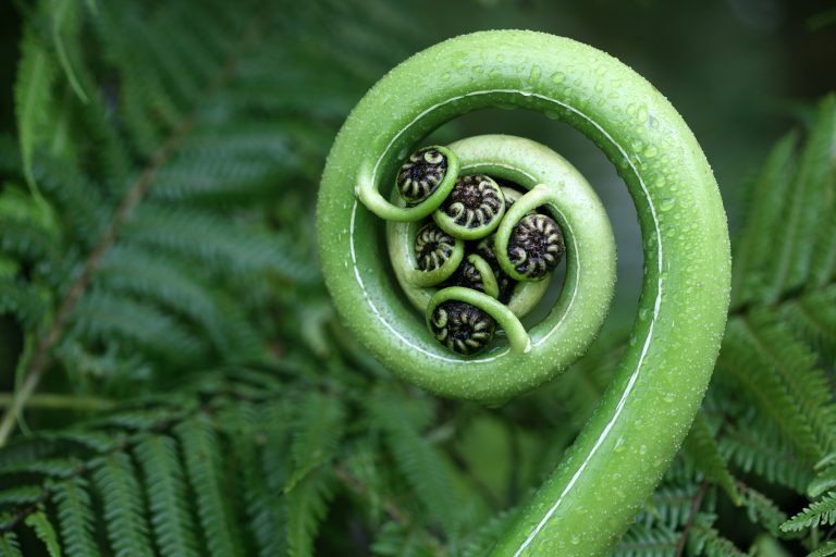 New Zealand fern